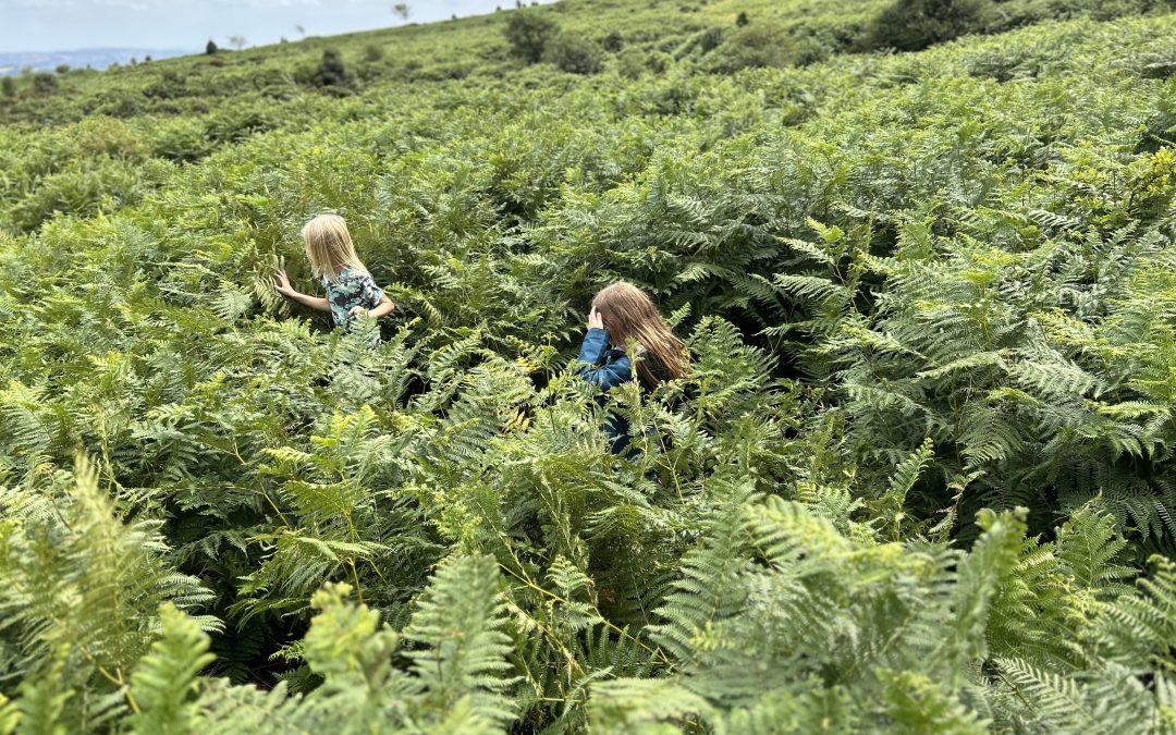 Japanese knotweed is no longer the only ‘invasive’ in the spotlight