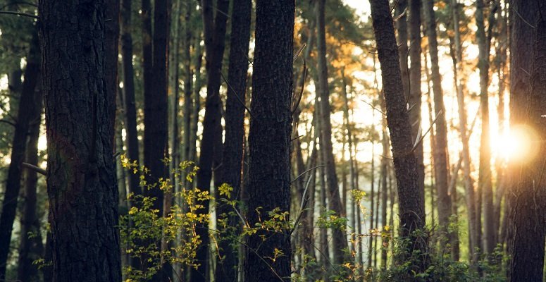 Environment Act becomes law