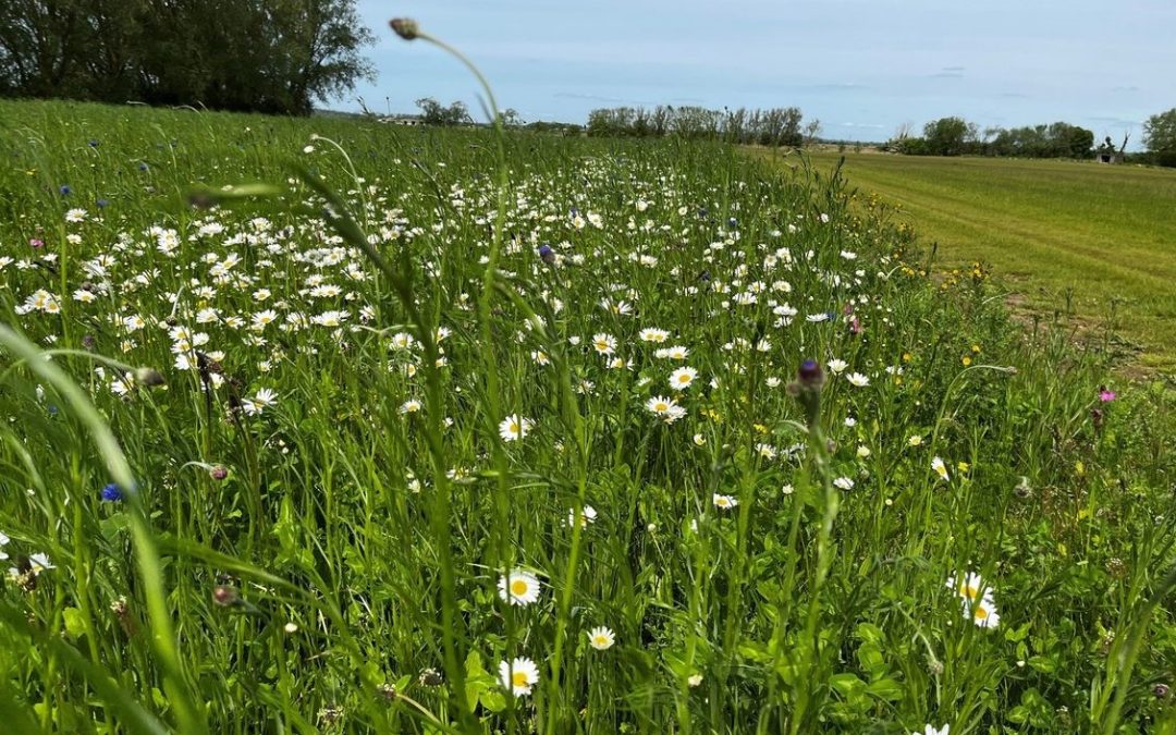 Grasslands Natural Wildflower Turf