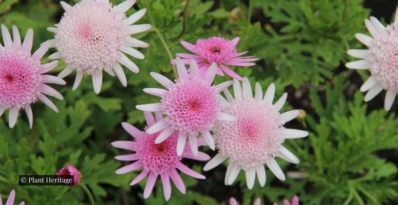 Green thumbs urged to set up National Plant Collections