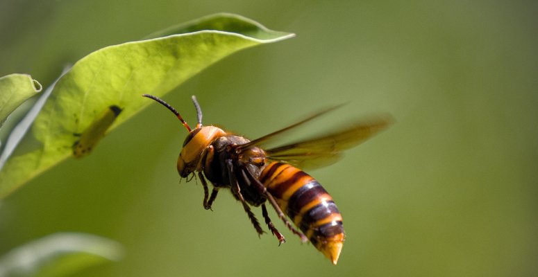 Increased Asian hornet vigilance urged after record numbers found