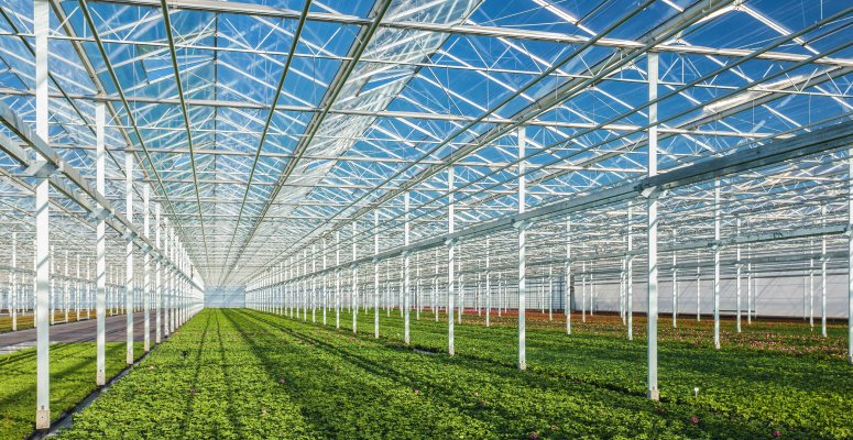 Change to plant imports set to impact landscaping industry