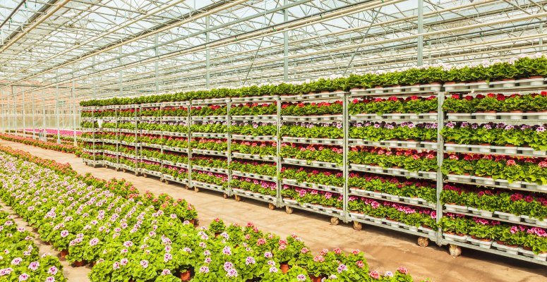 Plants are expected to rise in price again this year – here’s why