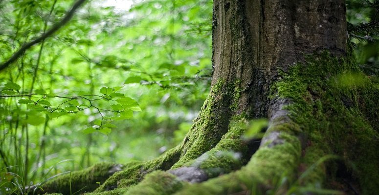 Millions of funding for projects to plant hundreds of thousands of trees