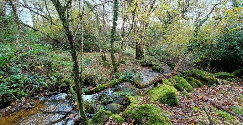 Lost Atlantic rainforest to be restored in Pembrokeshire