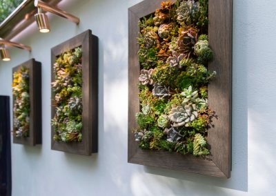 The Water Saving Garden