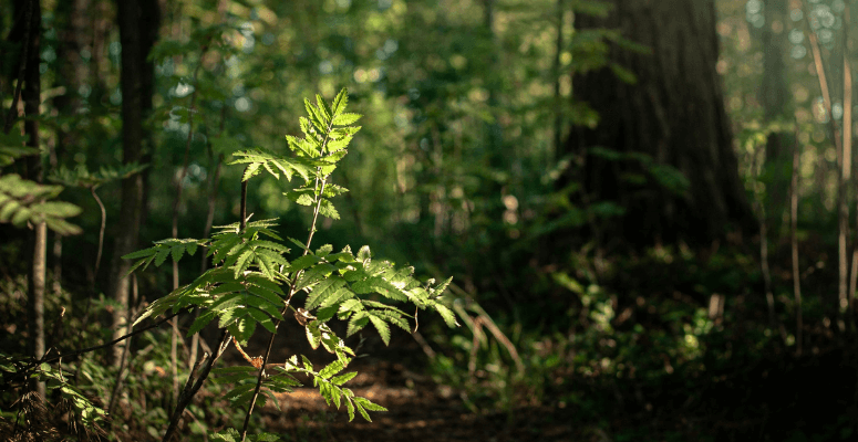 ‘Mini-woodlands’ across Thanet approved to reduce carbon emissions