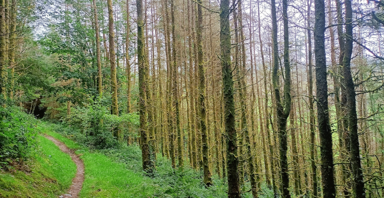 ‘Sudden larch death’ discovered in Welsh forest