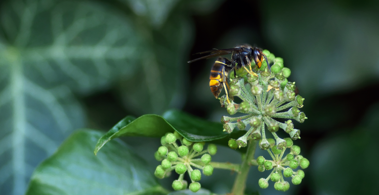 AI to combat rise in Asian hornet sighting