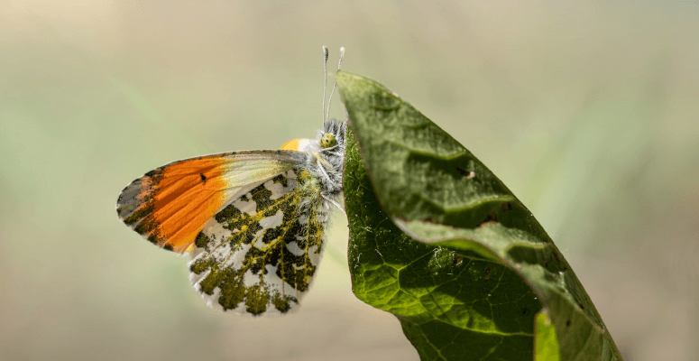 Biodiversity gets a boost at one of England’s oldest nature reserves