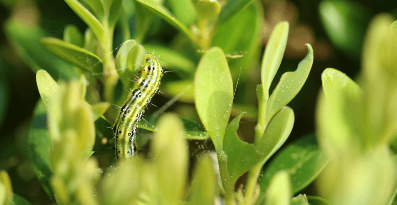 Box tree moth cases on the rise, warns RHS