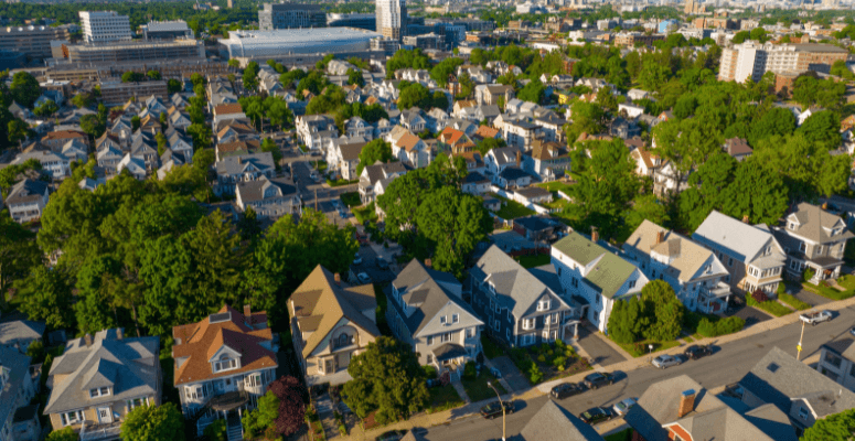 Brighton struck by Dutch elm disease again
