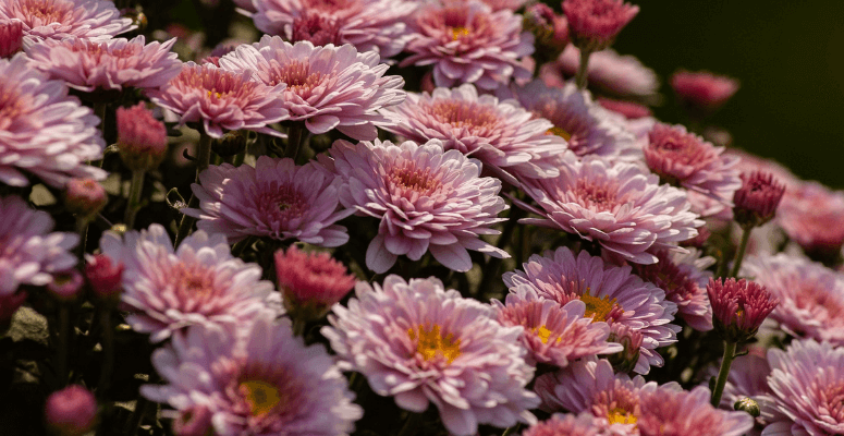 Chelsea designer to publish chrysanthemum handbook