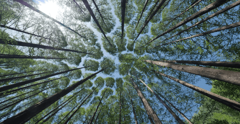 Climate change impacting tree specie density, research finds