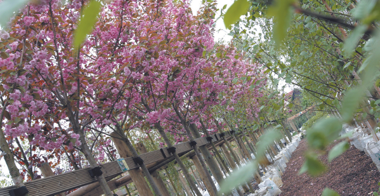 Plant now to save – Mid-season King and Co planting advice
