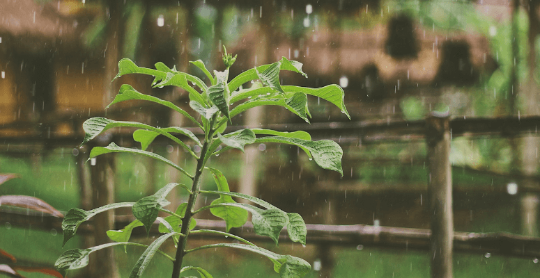 Future of horticulture looks bleak, says new House of Lords report