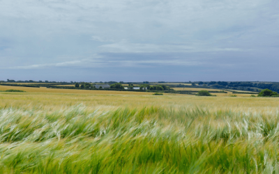 Cornish nature gets major boost with ambitious rewilding project