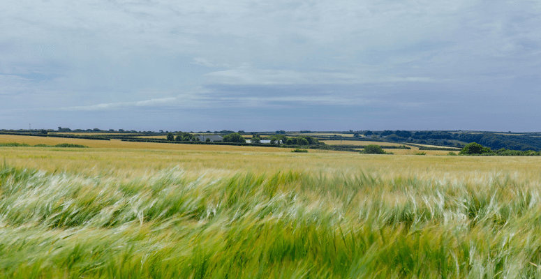 Cornish nature gets major boost with ambitious rewilding project