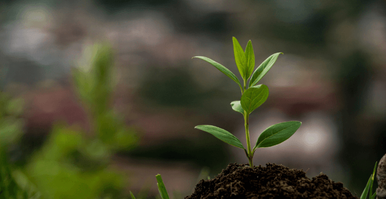 Domestic tree production grants re-open