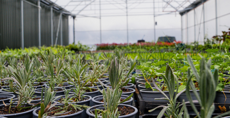 Eden Project turns to geothermal energy