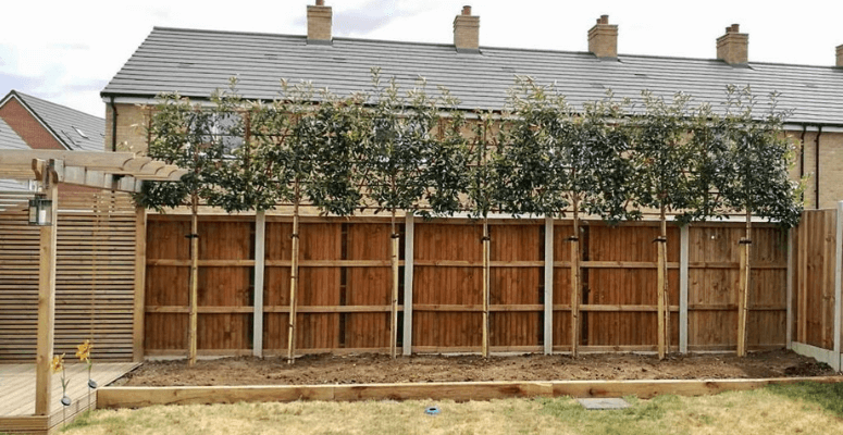 King and Co’s Tree and Hedging Guide for the Planting Season