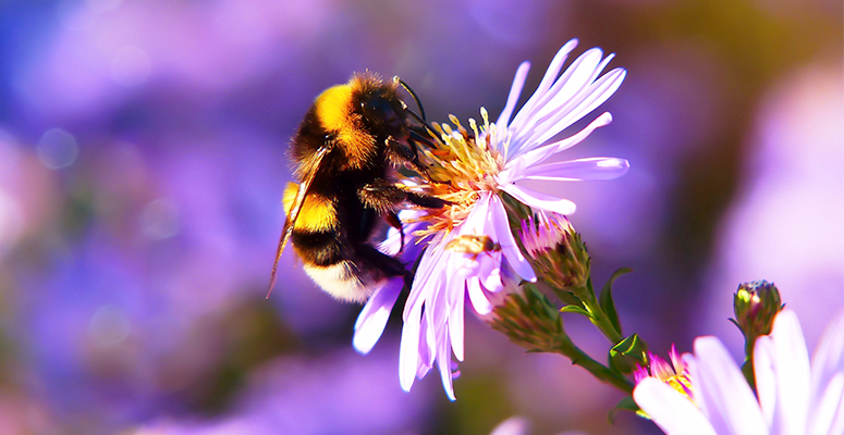 The Bees’ Needs of Hampton Court