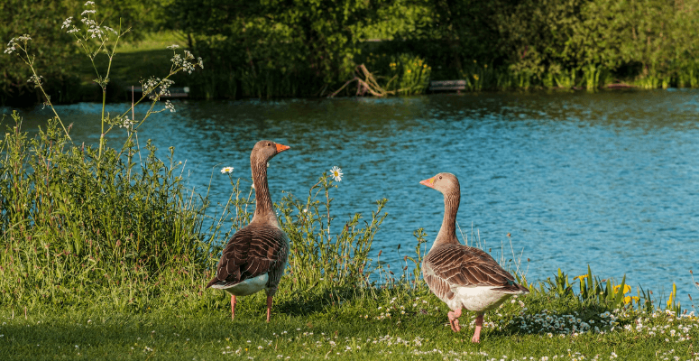 Government promises to work “closely” with nature groups amid nutrient neutrality shake-up