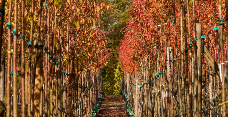 Hillier launches website for sourcing high quality trees