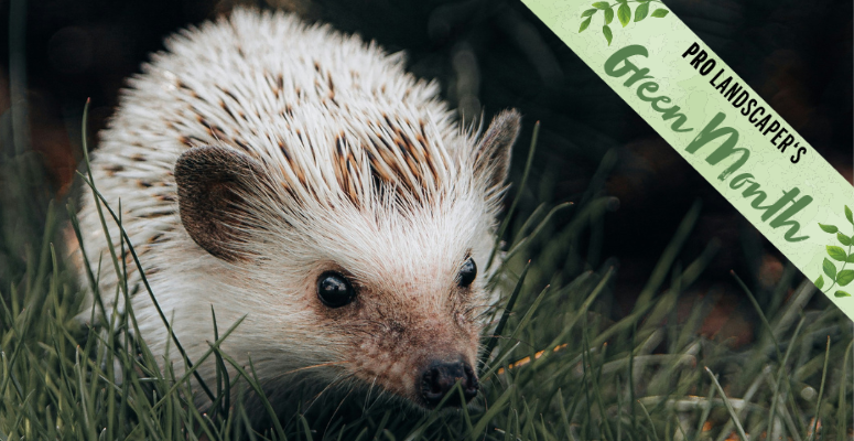 How to create gardens for wildlife