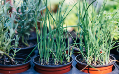 HTA announces plant pots accepted in kerbside recycling
