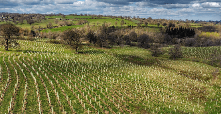Johnsons Nurseries supplies thousands of trees to create new woodlands
