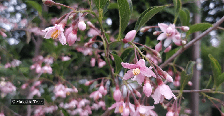 Majestic Trees to showcase AirPot grown specimen trees at RHS Hampton Court