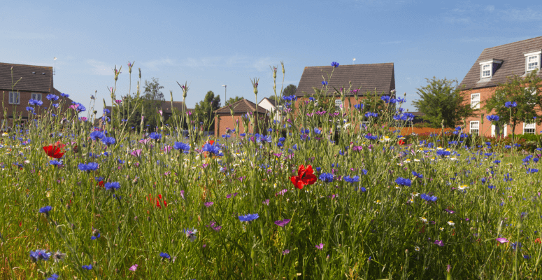 Meadfleet recognised for its biodiversity campaign at Unlock Net Zero Awards