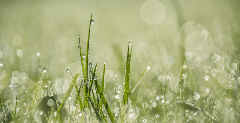 Millions in UK gardening being wasted due to flooding