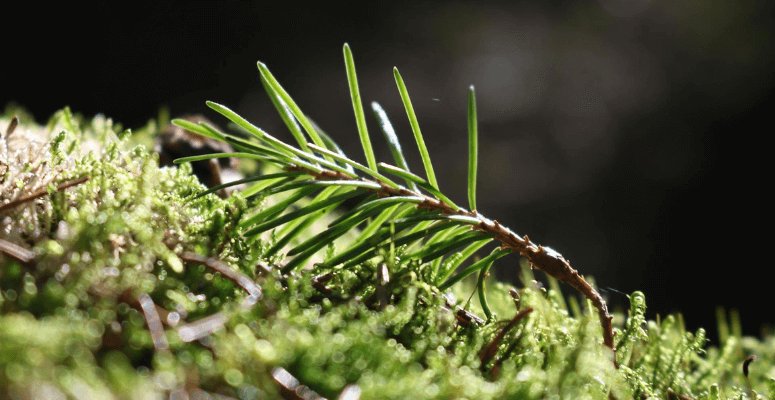 Another specie of spruce tree now under threat from new pest