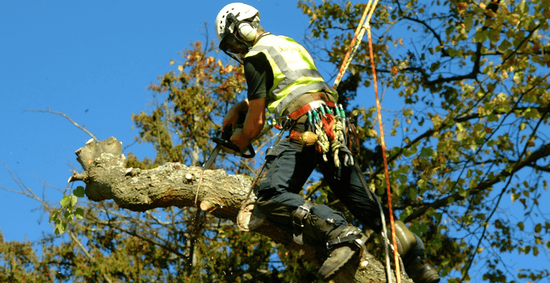 Nurture Group boosts arboriculture services with its biggest acquisition this year