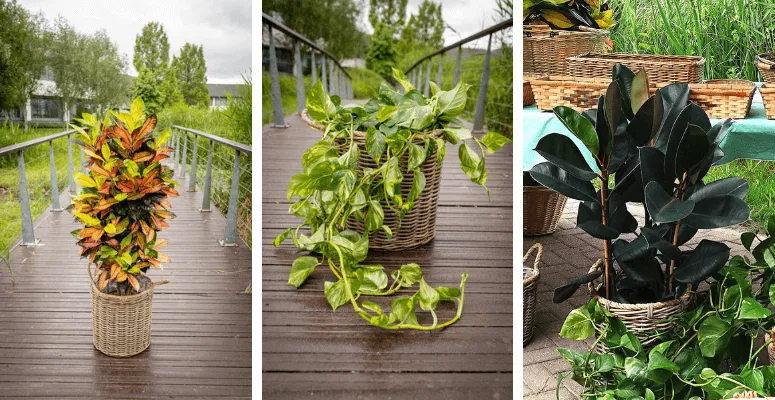 Office plant of the year revealed