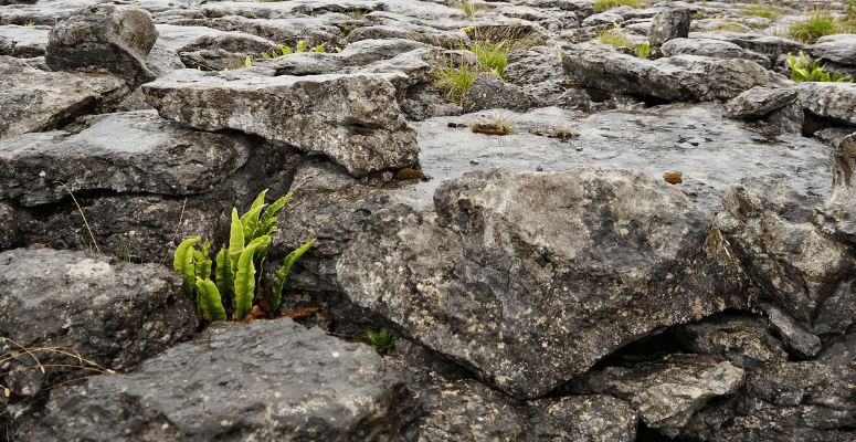 Protecting rare Yorkshire Dales plants is “a race against time” says Yorkshire Wildlife Trust