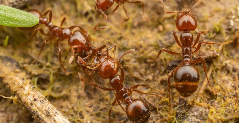 Invasive fire ants spread across Europe for the first time