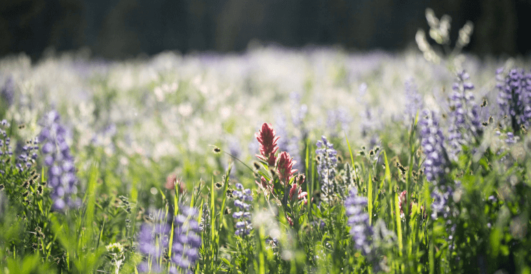 Renature initiative nears halfway mark