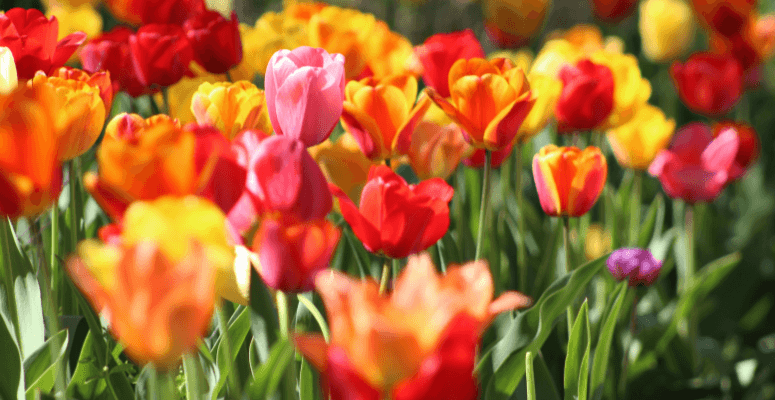 RHS awards the highest honours in horticulture