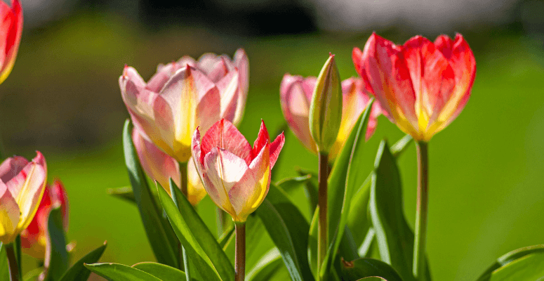 RHS Britain in Bloom 2024 finalists announced