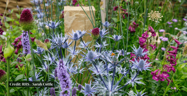 RHS Hampton Court People’s Choice 2024 revealed