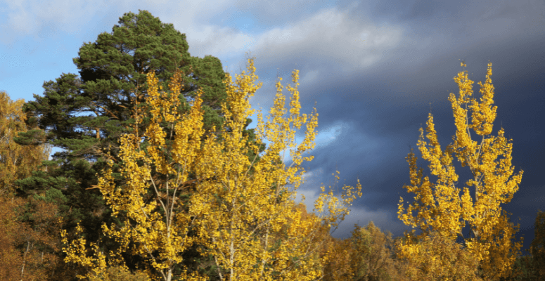Scotland’s native tree shortage addressed with over two million rare seeds