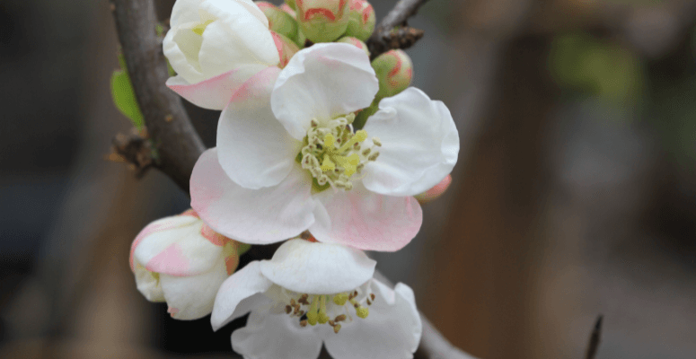 Threatened Plant of the Year 2024 returns this February