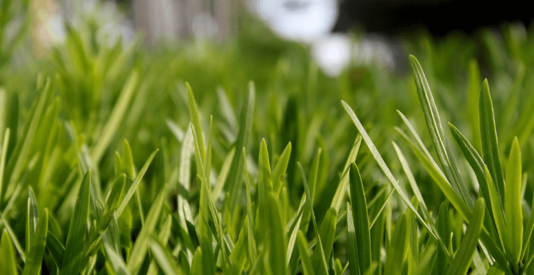 Turgrass prices expected to rise in 2024