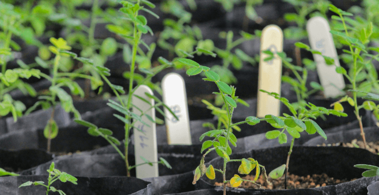 UK horticulture to be hit again by cost hike, says the HTA