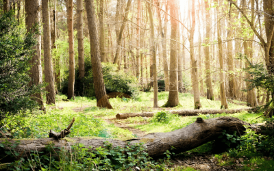 50-year study suggests woodland species diversity on the wane